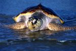 Закинтос: черепаха Каретта-Каретта